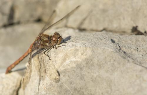 Réf. 221 174 : Sympetrum striolatum